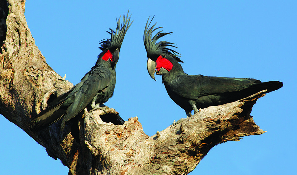 palm cockatoo